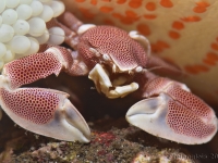   Prix Macro du 44e Championnat de France de photo sous-marine