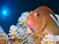 009-20250404_14h04mn04s_DSC_0121-r : photo réalisée durant la compétition