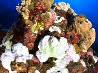 010-20250403_09h54mn08s-DSC_0042 : photo réalisée durant la compétition