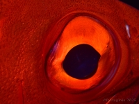 010-20250403_14h44mn57s-DSC_0099 : photo réalisée durant la compétition