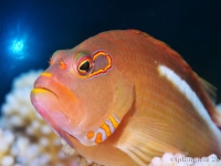 010-20250404_14h04mn11s-DSC_0120r : photo réalisée durant la compétition