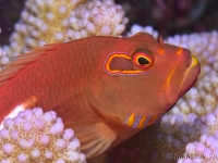 010-20250404_14h15mn33s-DSC_0118 : photo réalisée durant la compétition