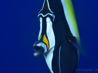 010-20250404_14h16mn27s-DSC_0114 : photo réalisée durant la compétition