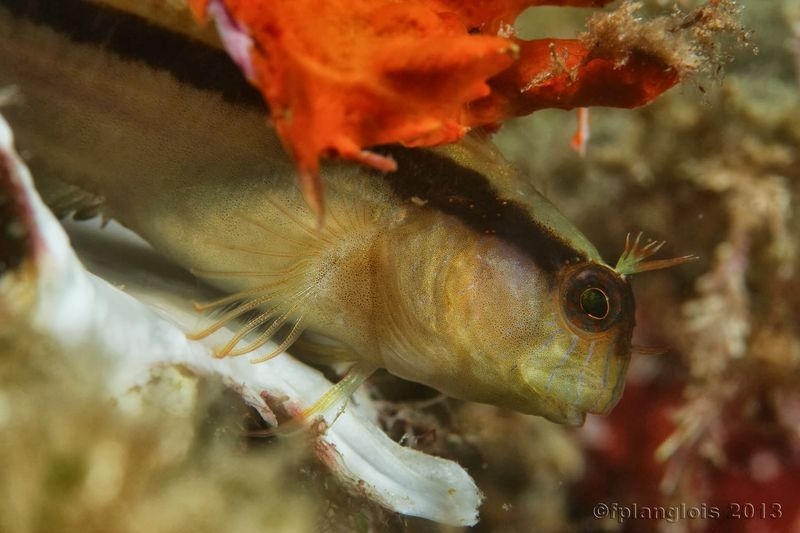 macro poisson